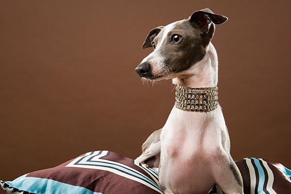 Hund mit Luxus-Halsband